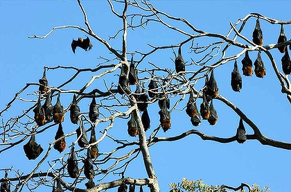 Flying Foxes in tree Flying Foxes in tree